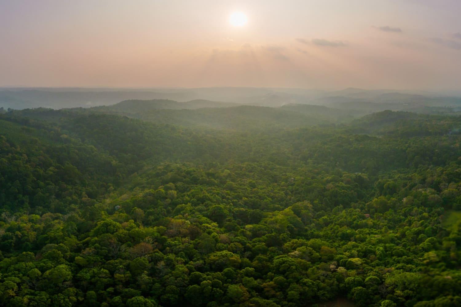Forest in Cambodia.jpg