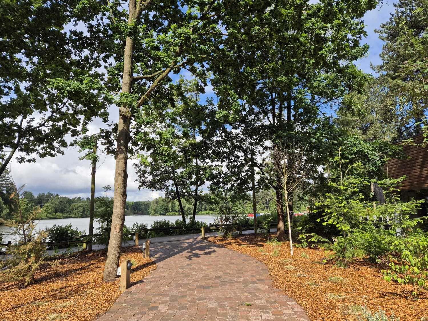 Trees in Sherwood Forest