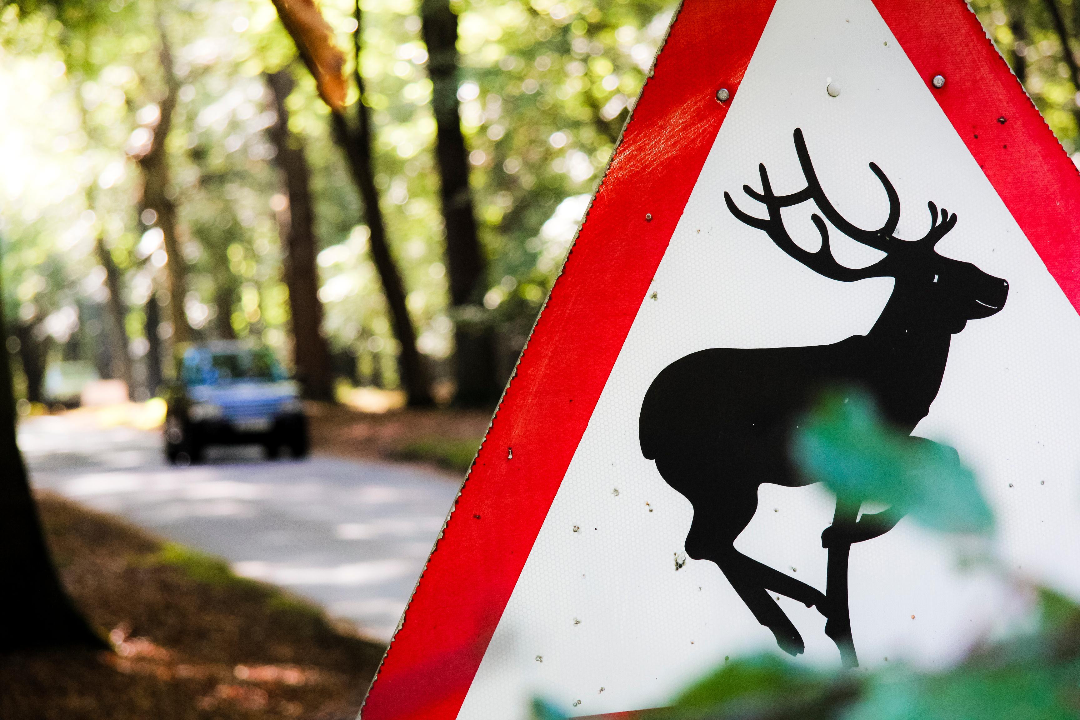Deer road sign