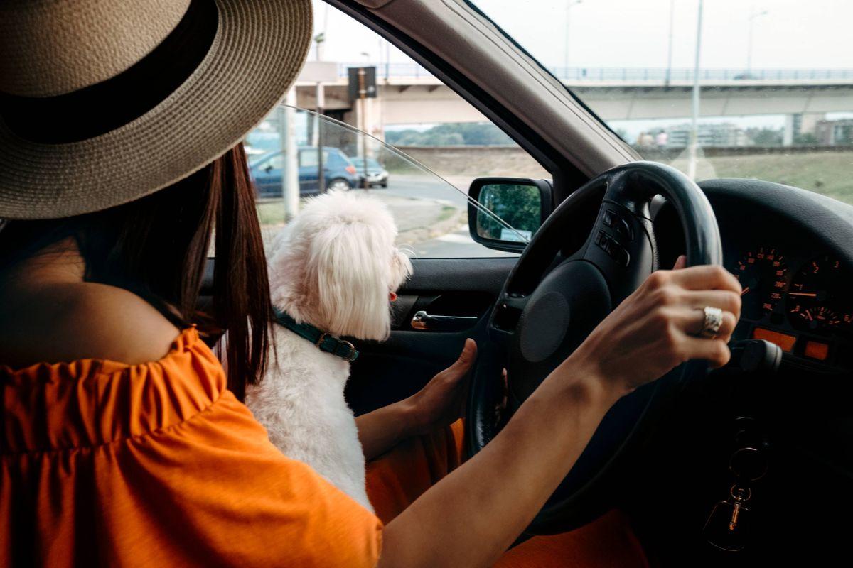 Driver with dog in the car